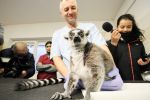 Lemur Julian przeszedł operację we Wrocławiu [ZDJĘCIA], 